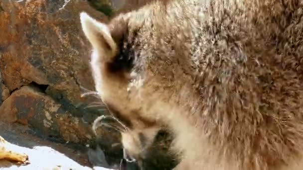 Procioni in uno zoo mangia pesce e altri alimenti — Video Stock