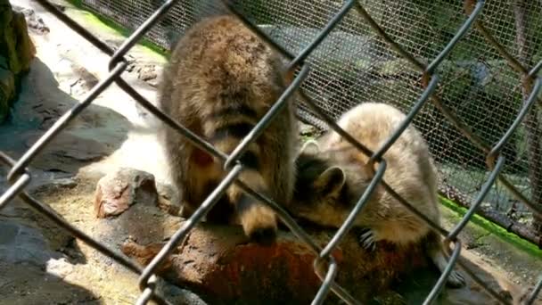 Los mapaches en un zoológico comen pescado y otros alimentos — Vídeo de stock