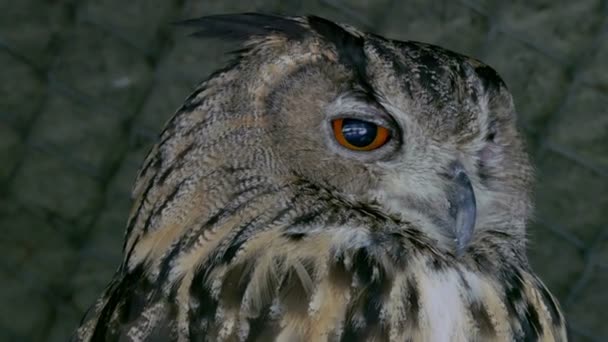Owl Stands in a Nature in Close-up — Stock Video