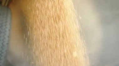 Buğday bir yığında dökme