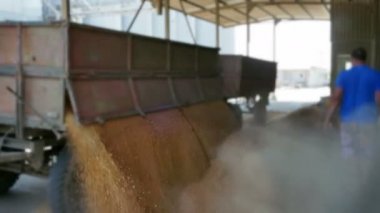 Buğday bir yığında dökme