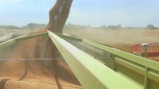 Raccolta di Grano in un Campo Soleggiato — Video Stock