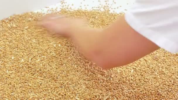 A búza gabona minőségének osztályozása