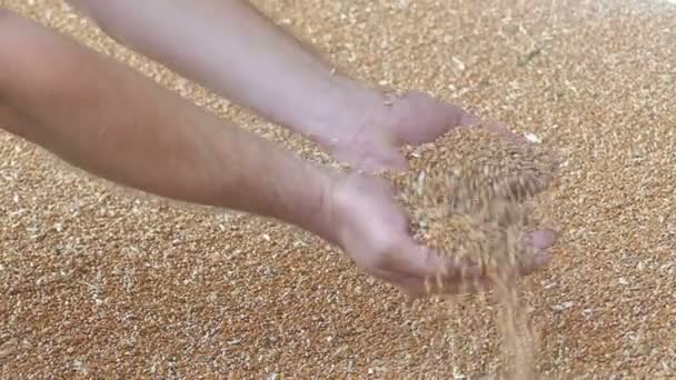 Wylewanie pięknej złotej pszenicy w zwolnionym tempie — Wideo stockowe
