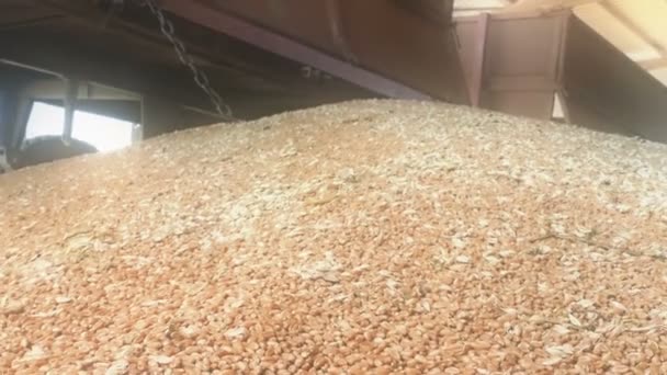 Pouring of the Wheat on a Heap — Stock Video