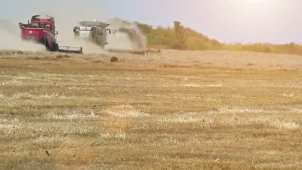 Colheita de trigo em um campo quente ensolarado — Vídeo de Stock