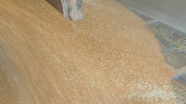 Odlévání z pšenice na hromadu — Stock video