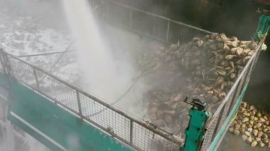 Çamaşır ve nihai ürün için hazırlık şeker pancarı