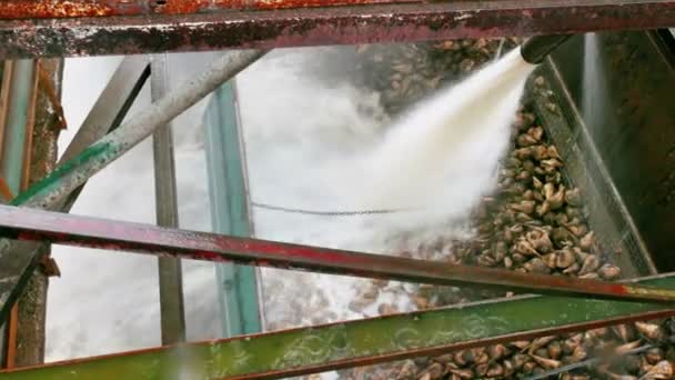 Lavagem e preparação de beterraba sacarina para o produto final — Vídeo de Stock