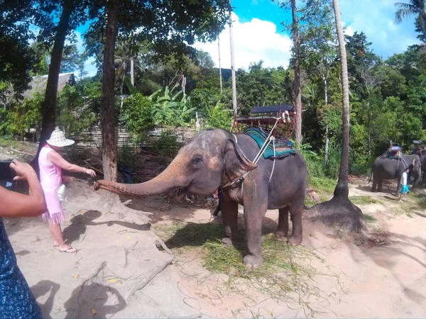 Thailand Asiatische Elefanten Mit Touristen lizenzfreie Stockbilder