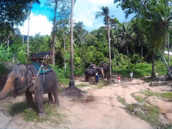 Thailandia Elefanti Asiatici Con Turisti Immagine Stock