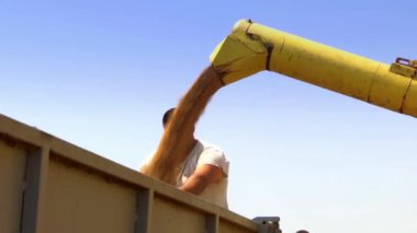 Buğday hasat makinesi ile hasat ediliyor, video klip.