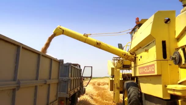 Збирання Пшениці Комбайном Відеозапис — стокове відео