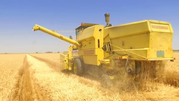 Harvesting Wheat Combine Harvester Video Clip — Stock Video