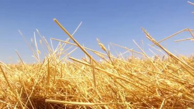 Buğday hasat makinesi ile hasat ediliyor, video klip.