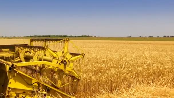 Harvesting Wheat Combine Harvester Video Clip — Stock Video