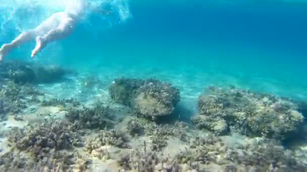 Plongée dans les mers exotiques — Video