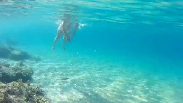 Plongée dans les mers exotiques — Video