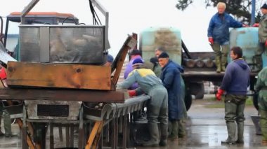 Balık sınıflandırılması