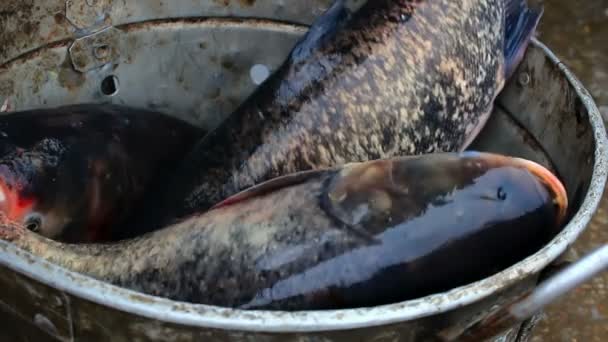 Fresh fish — Stock Video