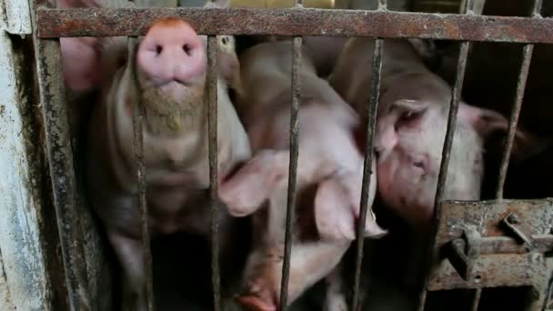 Свиньи в хлеву — стоковое видео