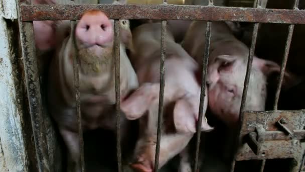 Schweine im Stall — Stockvideo