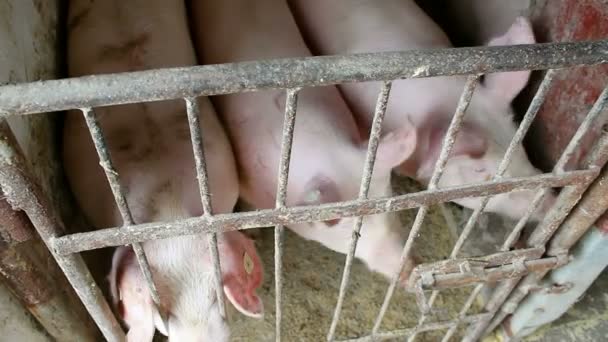 Pigs in the sty — Stock Footage Pigs in the sty Video Clip