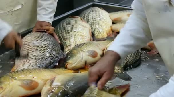 Fischkarpfen putzen — Stockvideo