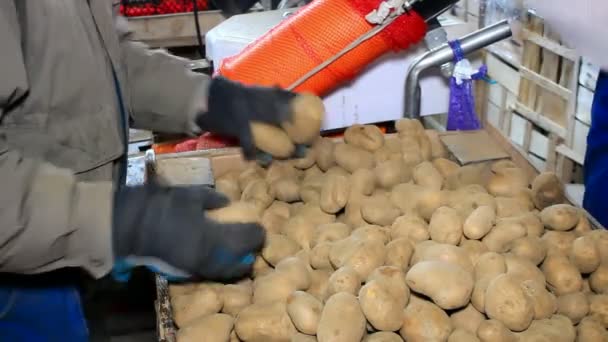 Packaged potatoes — Stock Video