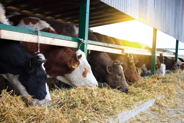 Holstein inekleri