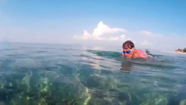 Mariposa nadando — Vídeos de Stock