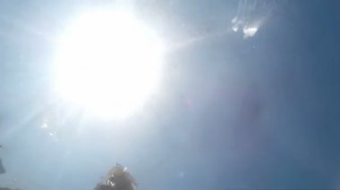 Denizanası - sualtı dünyası