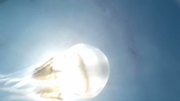 Медуза підводний світ — стокове відео
