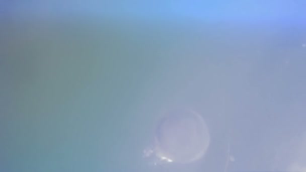 Медузы - подводный мир — стоковое видео