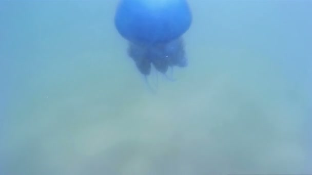 Méduses - monde sous-marin 