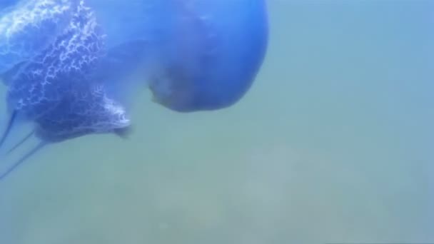 Medúza - víz alatti világ — Stock videók