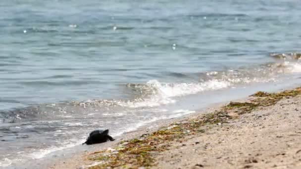 Havssköldpaddan — Stockvideo
