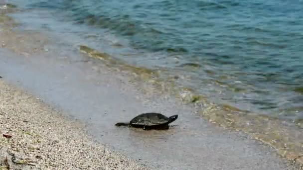 Deniz kaplumbağası — Stok video