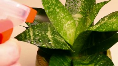 Sulama ve bitkiler eğilimi