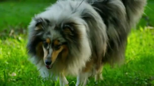 Långhårig Collie i Slow Motion — Stockvideo