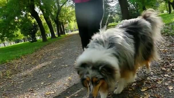 Ruvido collie in slow motion — Video Stock