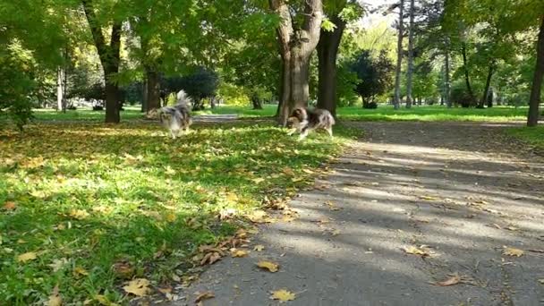 Soplando burbujas de jabón en cámara lenta — Vídeo de stock