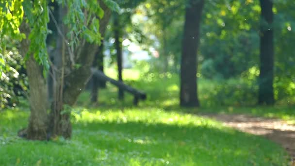 Spelen vliegen In een schitterende natuur — Stockvideo