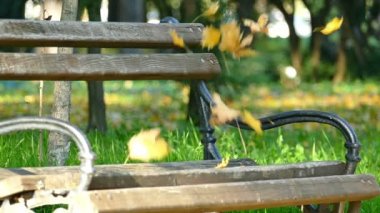 Sonbahar ağır çekimde Charms