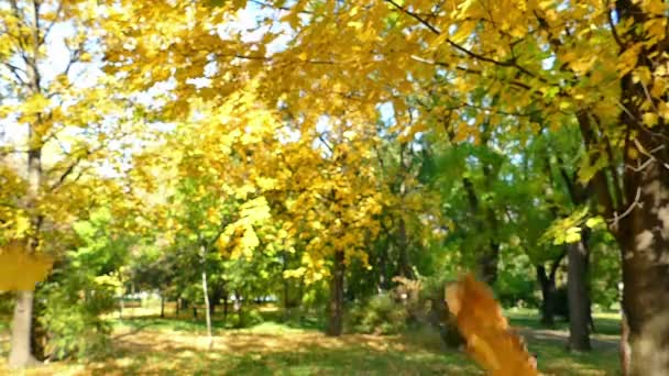Прелести Autumn In Slow Motion — стоковое видео