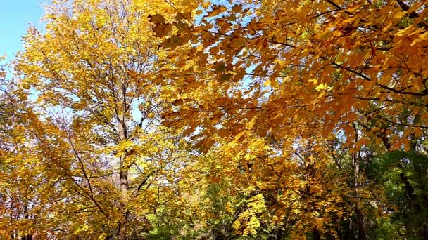 Прелести Autumn In Slow Motion — стоковое видео