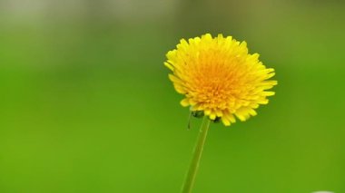 Karahindiba doğadaki yavaş hareket