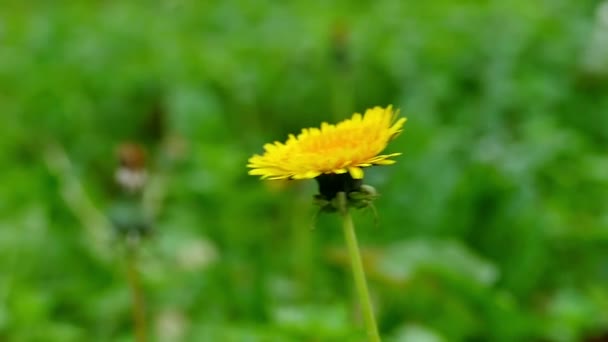 Diente de león en la naturaleza en cámara lenta — Vídeos de Stock