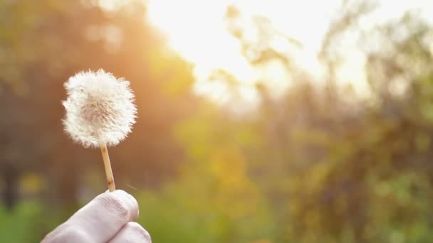 Soplando diente de león en la naturaleza en cámara lenta — Vídeos de Stock