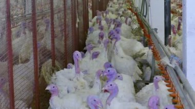 Türkiye'nin kuş çiftliği